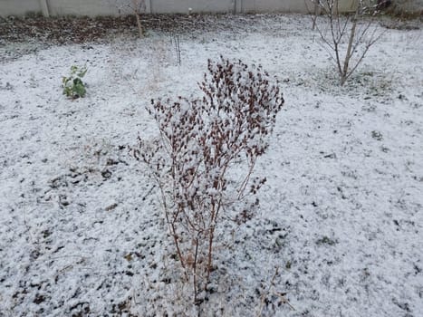 Snow fell on the garden where vegetables grow in a the village