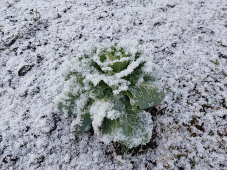 Snow fell on the garden where vegetables grow in a the village