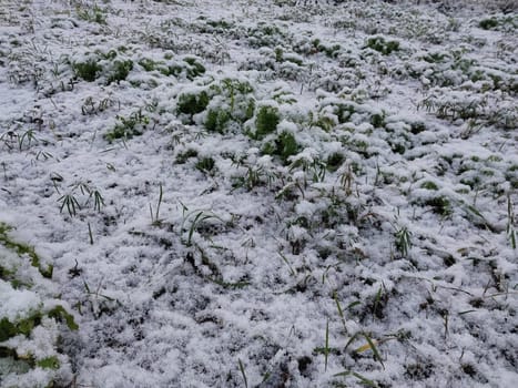 Snow fell on the garden where vegetables grow in a the village