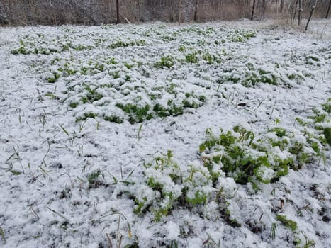 Snow fell on the garden where vegetables grow in a the village