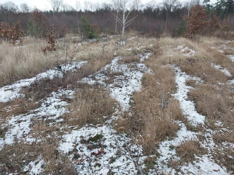 Snow fell in a the young forest