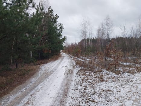 Snow fell in a the young forest