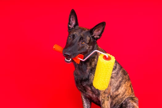 A dog builder is holding roller brusht. Red yellow background. Isolated. Dutch shepherd