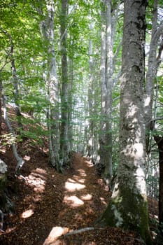 Photographic documentation of a stretch of path that crosses the woods in spring 