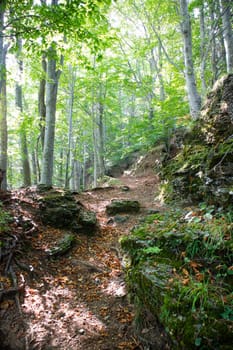 Photographic documentation of a stretch of path that crosses the woods in spring 