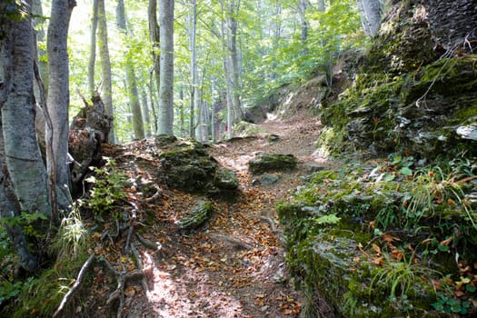 Photographic documentation of a stretch of path that crosses the woods in spring 