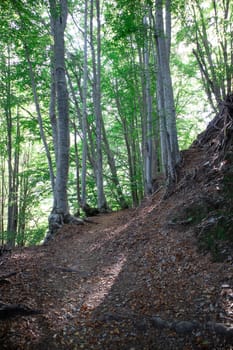 Photographic documentation of a stretch of path that crosses the woods in spring 