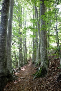 Photographic documentation of a stretch of path that crosses the woods in spring 