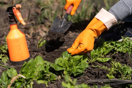 working with spinach in the farm garden.