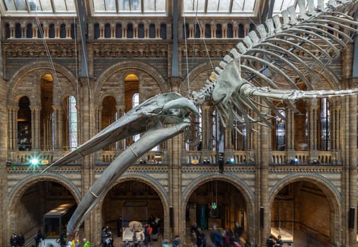 London, UK - Nov 01, 2023 - The Blue Whale Skeleton (Hope) A fossil skeleton cast in the main entrance hall of the Natural History Museum. Hintze Hall with "Dippy" the Diplodocus, Space for text, Selective focus.