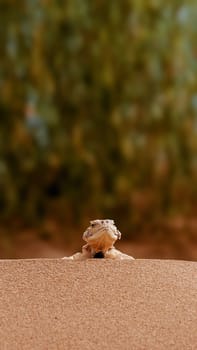 Toad-headed agama, Phrynocephalus mystaceus. Calm desert roundhead lizard on the sand in its natural environment. A living dragon of the desert Close up. incredible desert lizard.