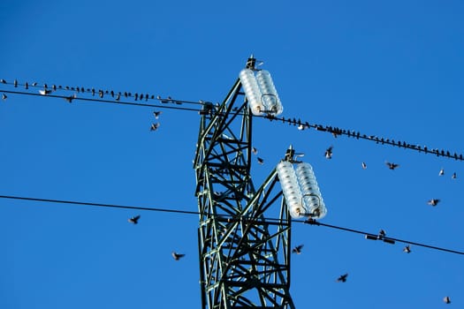 Photographic documentation of a flock of birds on an electrical pylon in blue sky 