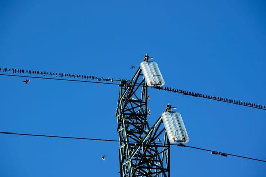 Photographic documentation of a flock of birds on an electrical pylon in blue sky 