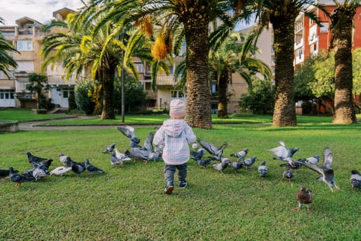 Little girl walks towards a flock of pigeons across a green lawn. Back view. High quality photo