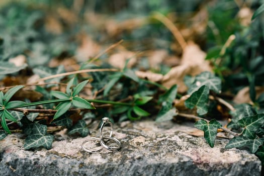 Wedding rings lie on a stone covered with green ivy in the garden. High quality photo