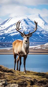 Reindeer of Iceland looking at camera with a lake and snowy mountains in the background.
