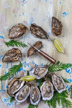 Opened Oysters on blue wooden background with oyster knife and lemon