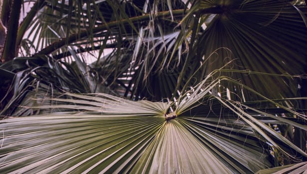 Tropical palm leaves, floral background concept photo. One circular palm leaf of the licuala valida palm in Barcelona. Street scene. High quality picture for wallpaper, article