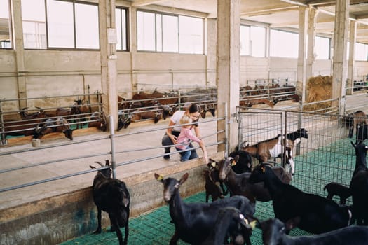 Mom with a little girl squat near the fence and stroke the goats. High quality photo