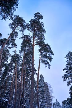Tall pines in a winter pine forest against the sky
