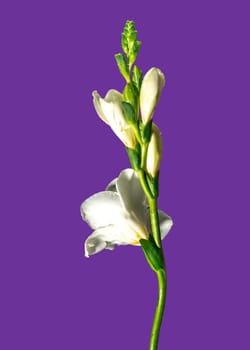 Beautiful White freesia flower on a purple background. Flower head close-up.