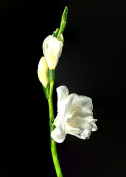 Beautiful White freesia flower on a black background. Flower head close-up.