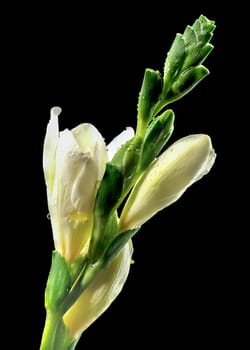 Beautiful White freesia flower on a black background. Flower head close-up.