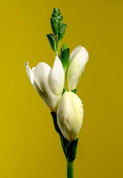 Beautiful White freesia flower on a yellow background. Flower head close-up.