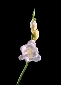 Beautiful White freesia flower on a black background. Flower head close-up.