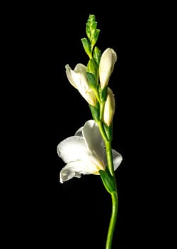 Beautiful White freesia flower on a black background. Flower head close-up.