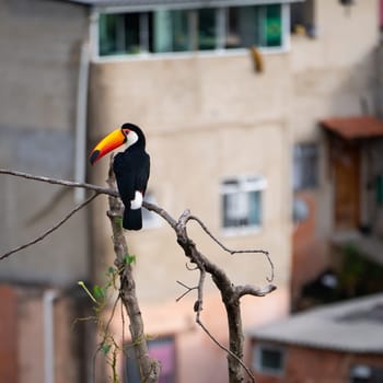 Toco Toucan perched on branch against city buildings, illustrating the contrast between nature and urban environment