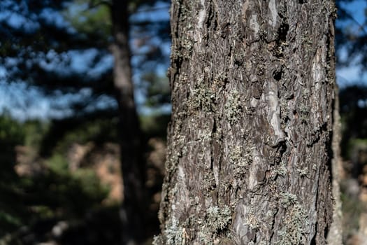 Detailed close-up of a pine tree's bark showing complex patterns and moss.