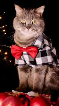 Pet Scottish straight eared cat with red tie bow on New Year's holiday, celebrating Christmas. Pet sitting on black background close up