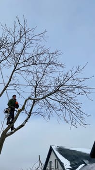 A professional arborist cuts a tree branch with a chainsaw in winter. A man on insurance with a helmet, cuffs. Vertical