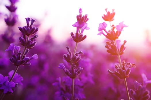 Lavender flower field closeup, fresh purple aromatic flowers for natural background. Violet lavender field in Provence, France.