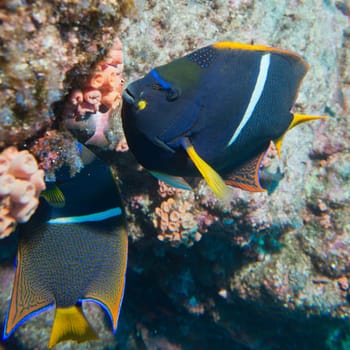 An angel fish in the reef background