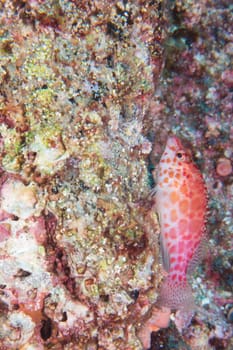 A small red hawk fish on a rock