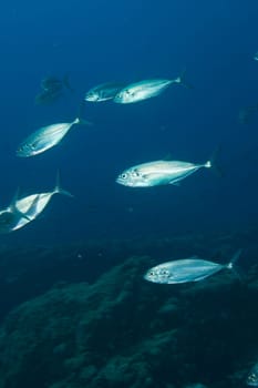 Inside a giant travelly tuna school of fish close up in the deep blue sea