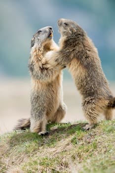 Isolated Marmot