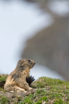 Marmot portrait while looking at you on rocks and grass background