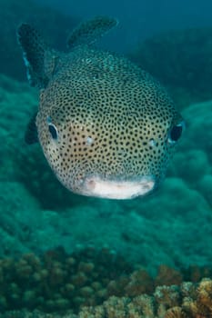 A box fish in the reef background