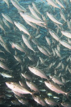 Inside a sardine school of fish close up in the deep blue sea