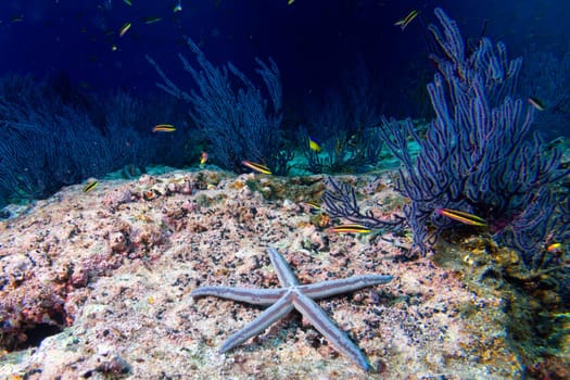 sea stars in a reef colorful underwater landscape background