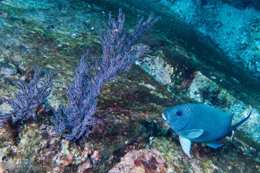 A colorful fish on gorgonia coral