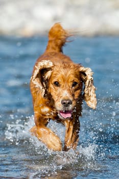 An english brown cocker spaniel running to you in the river water background