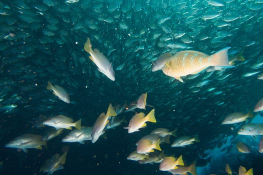 Inside a giant travelly tuna school of fish close up in the deep blue sea