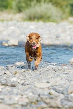 An english brown cocker spaniel running to you in the river water background