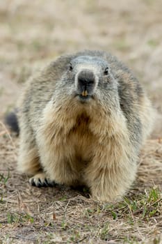 Isolated Marmot close up portrait