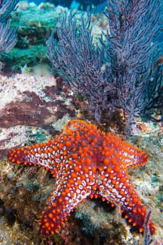 sea stars in a reef colorful underwater landscape background