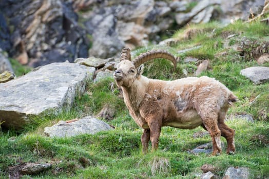 An isolated ibex long horn sheep on the brown rocks background
